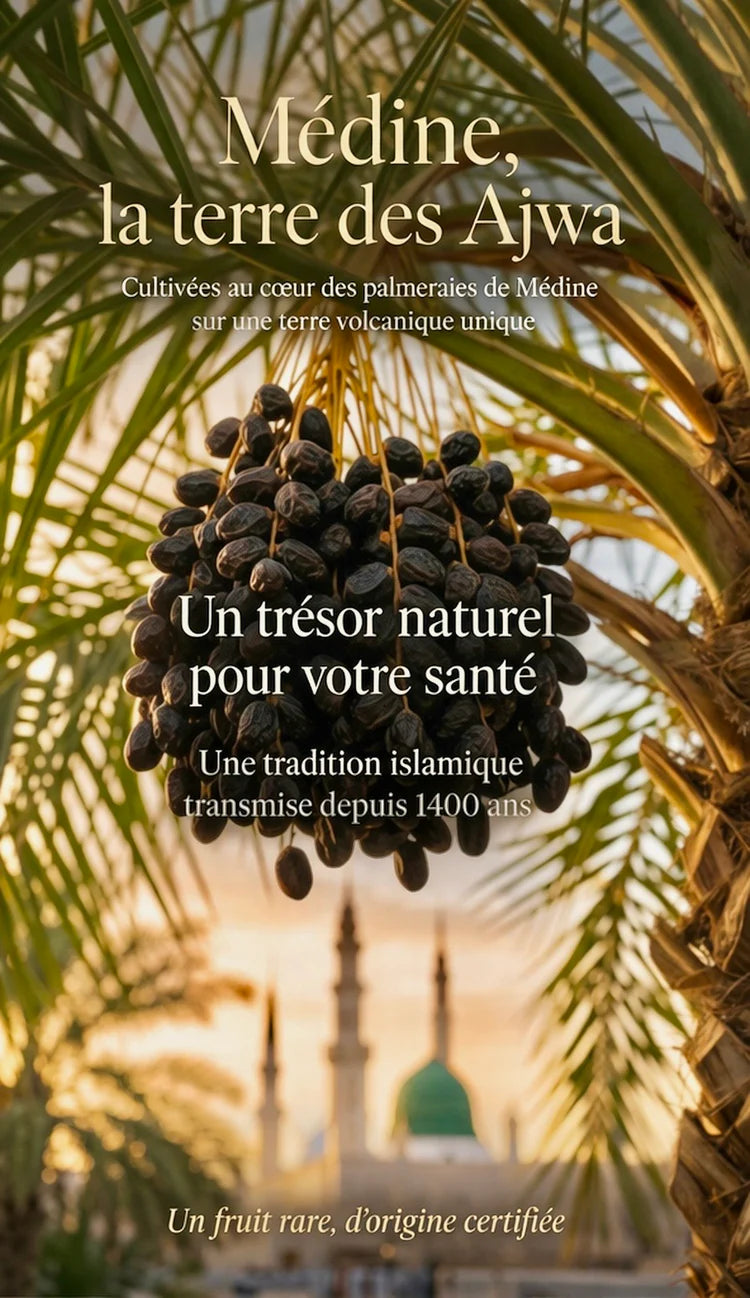 Gros plan sur une branche de dattes Ajwa de Médine authentiques prêtes à être récoltées dans une palmeraie en Arabie Saoudite. On voit les dattes noires et charnues sous le soleil couchant avec la mosquée du Prophète en arrière-plan. C'est le meilleur fruit pour la santé et la protection selon la tradition islamique, idéal pour accompagner une cure de roqya ou pour un cadeau religieux de qualité.